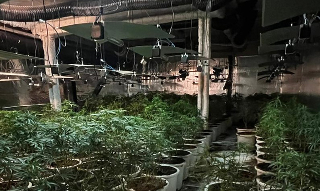 Eles desmantelam uma plantação de maconha em um navio em Sant Andreu